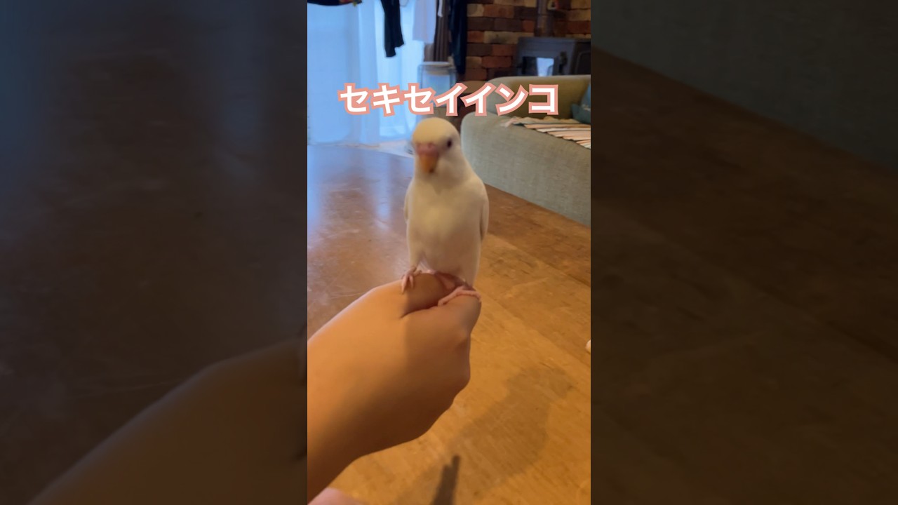セキセイインコをお迎えしました！