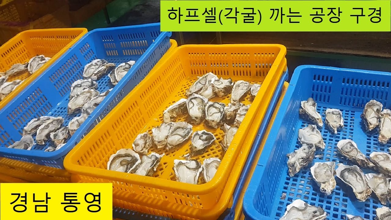 통영 하프셀(각굴) 까는 공장 구경