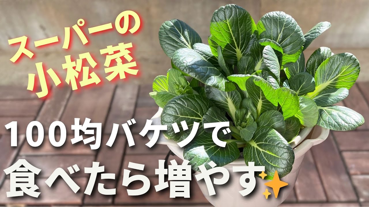 100均バケツで小松菜の切りくずを簡単に増やす！【リボベジ水耕栽培】