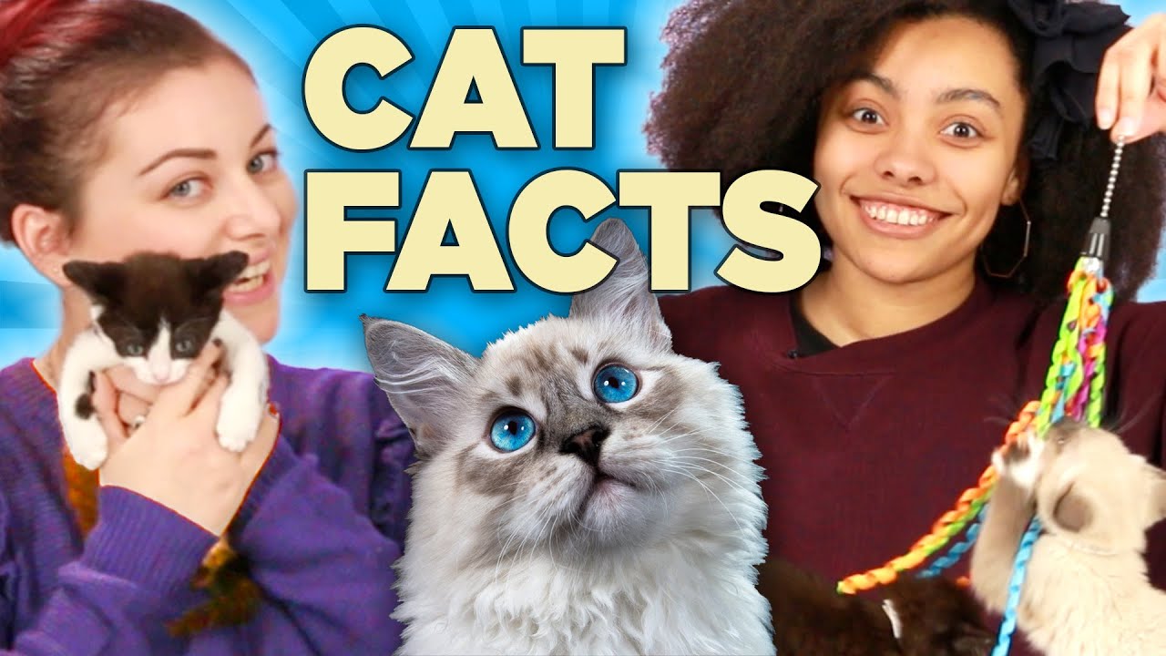 Cat Lovers Play With Kittens While Learning Cat Facts
