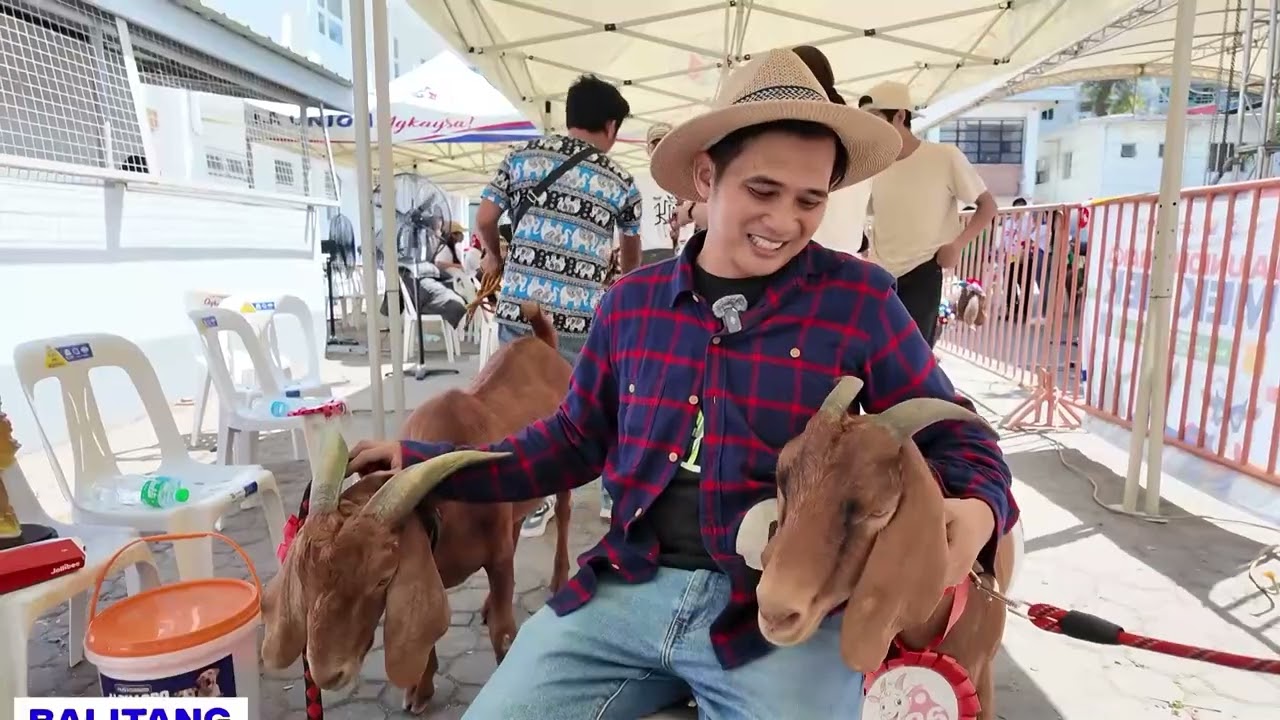 LA UNION: Mga kambing na naka-costume, rumampa sa Pinaka-mekmek