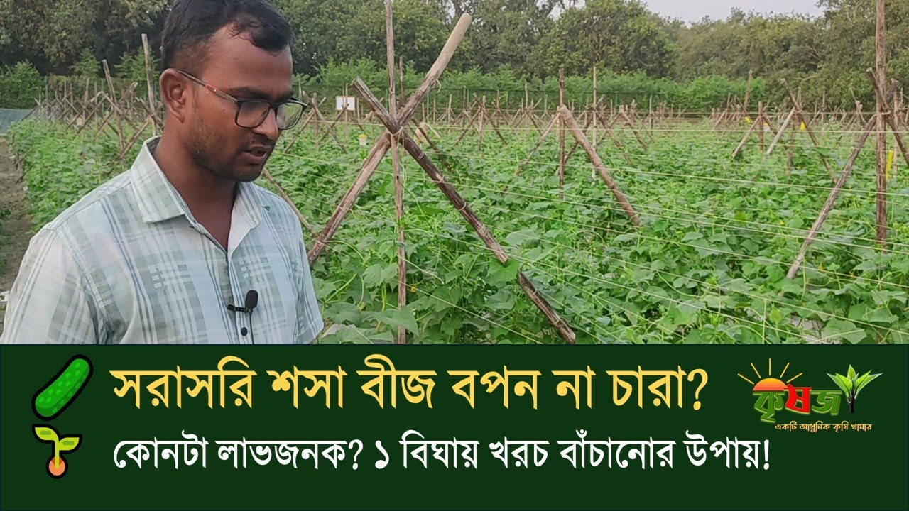 শসা চারা তৈরি নাকি সরাসরি বপন? | কোনটা লাভজনক? | ১ বিঘায় খরচ বাঁচানোর উপায় জানুন! 🌿 Krishoz