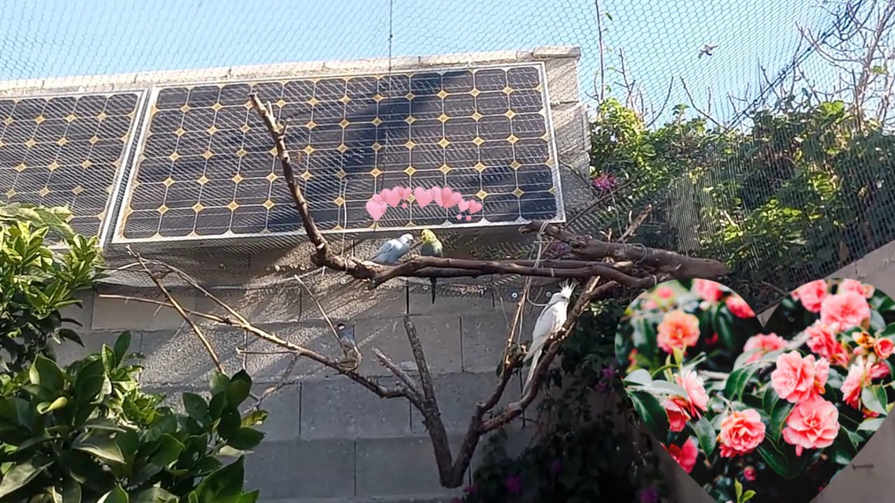 El amor de primavera :)