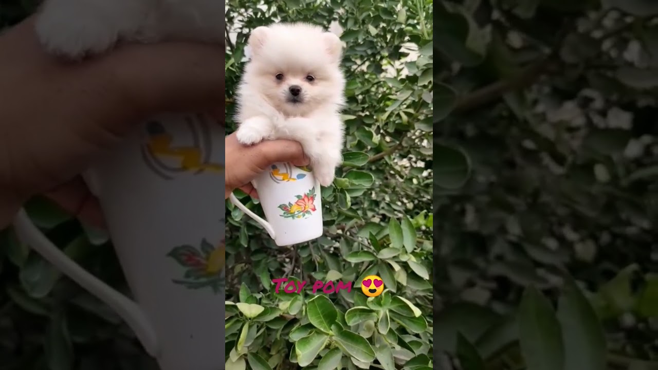 Toy 🧸 pom puppy