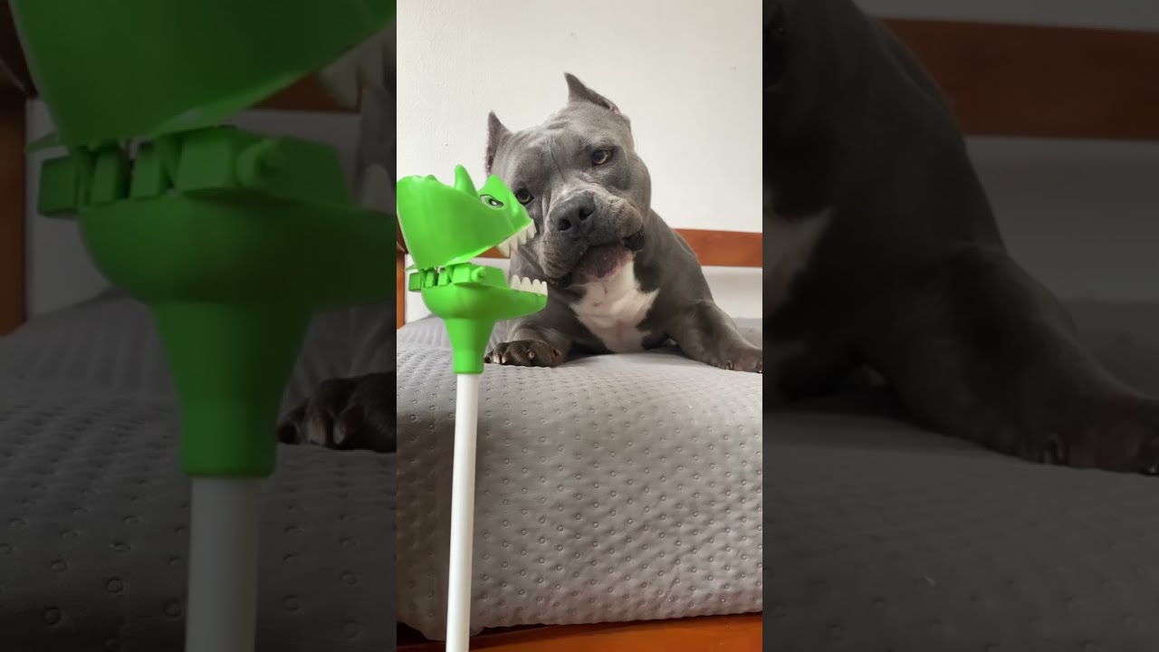 O Jacar&eacute; X Maori Blue 🤣🎬 #americanbully
