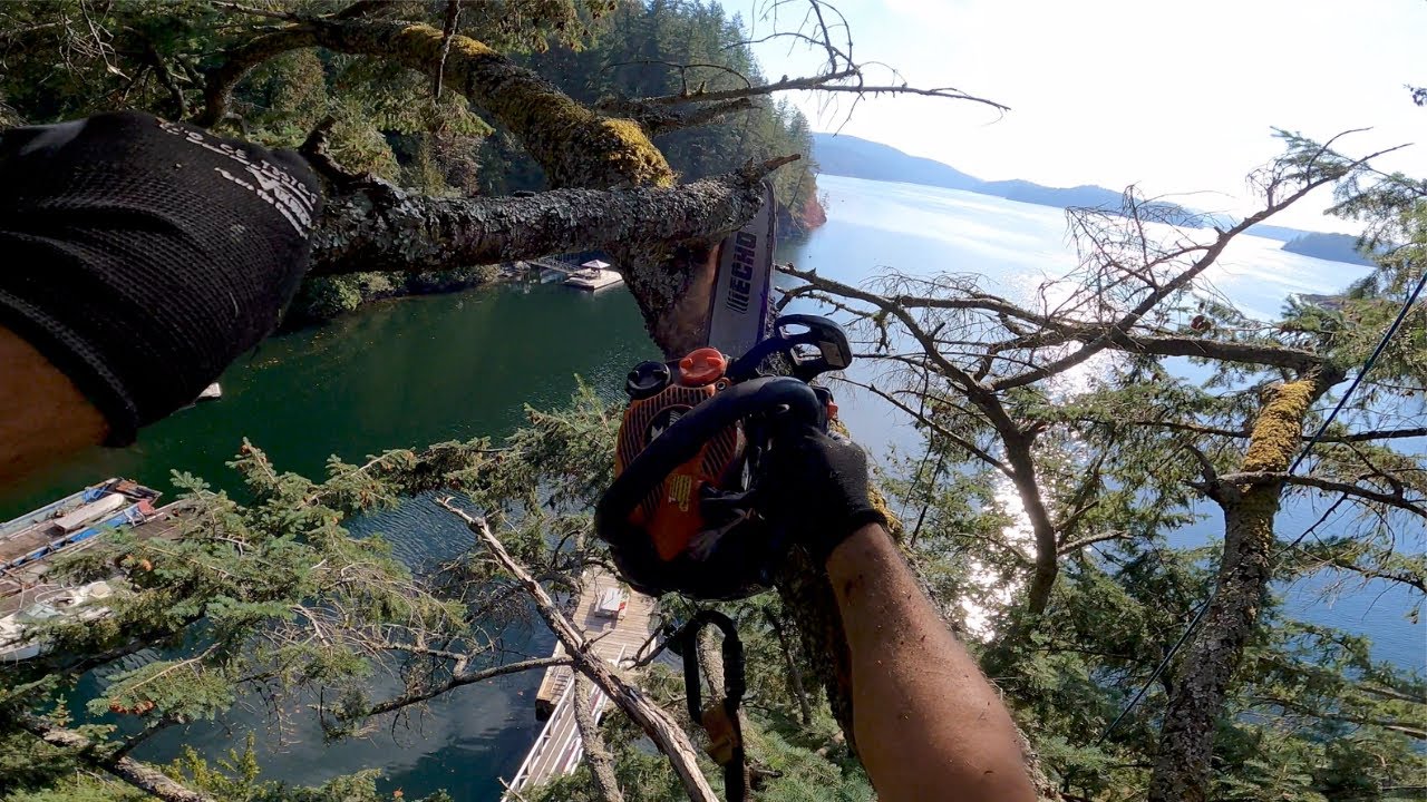 Douglas fir Pruning - Tie In Point Dilemma