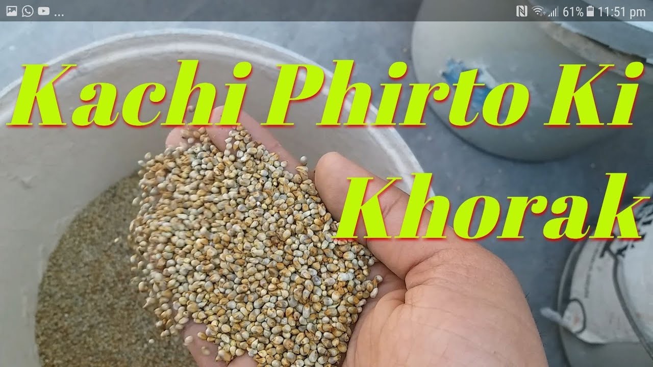 Kachi Phirto Ki Khorak (Besakh ki tyari part 10)