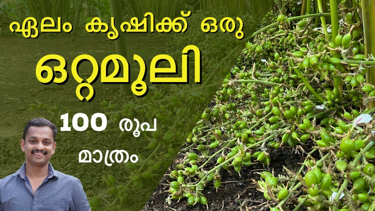cardamom medicine #low cost medicine for cardamom #elam marunukal #cardamom diseases#veru puzu #kl