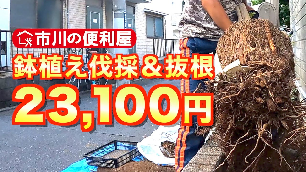 【シマトネリコ鉢植え伐採,抜根】23100円作業！鉢植え解体、砂利清掃ダイジェスト　12:40市川の便利屋アルアルを発表！