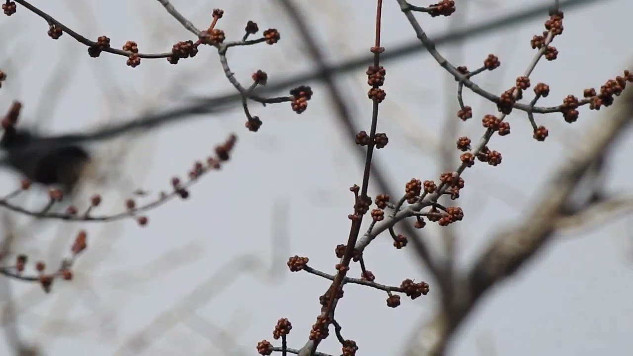 Birds Looking for water