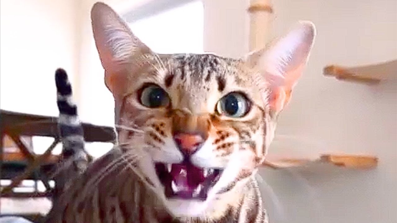 Bengal Cat Loves Conversations With People