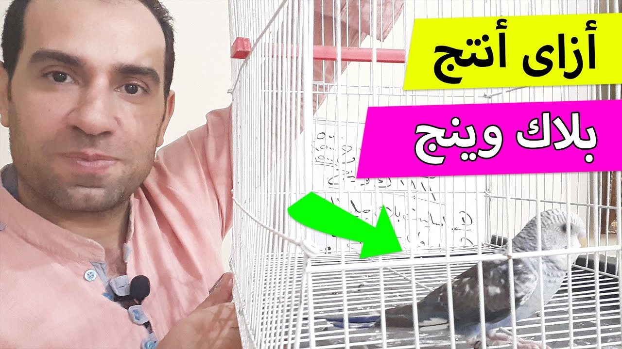 شرح انتاج البلاك وينج بأقل التكاليف
