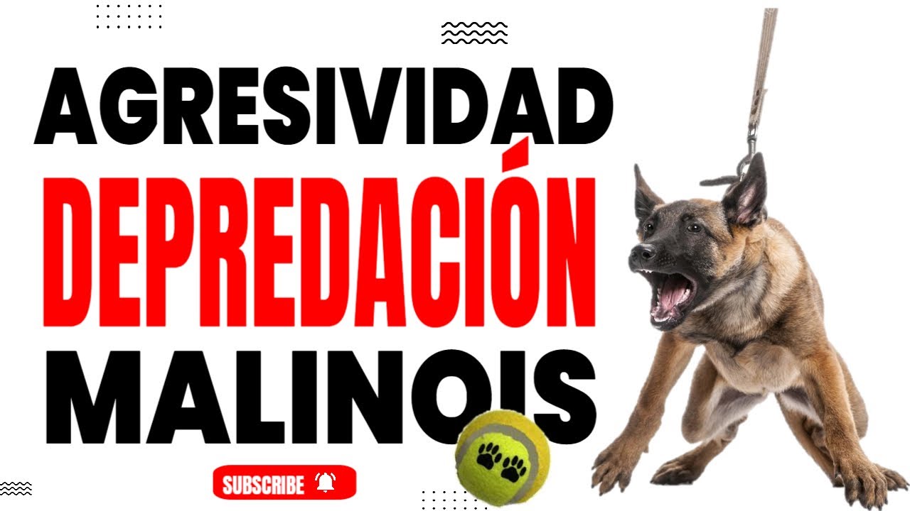 Controla la Agresividad por Depredación en tu Pastor Malinois con Estos Ejercicios