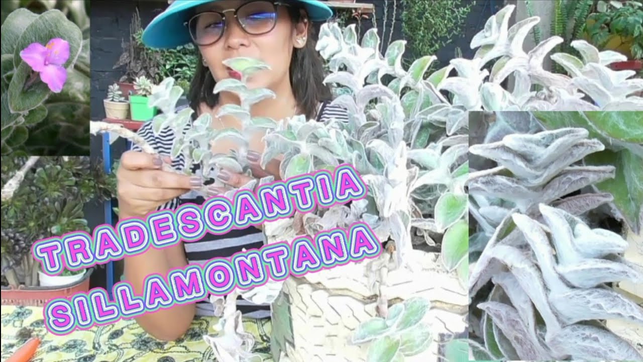 TRADESCANTIA SILLAMONTANA/ cuidados y trasplante