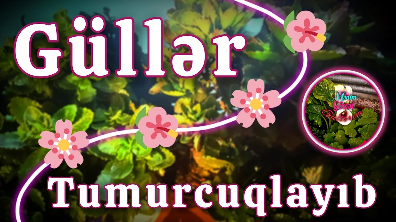 Güllər tumurcuqlayıb gül açmaq istəyirlər 