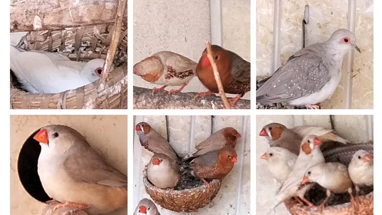 تقديم الجزر المبروش وفيتامين c 