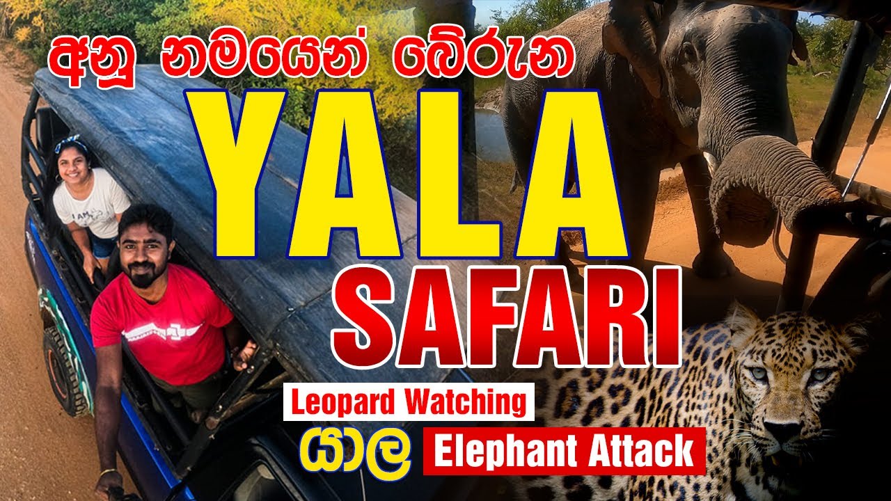 Yala Safari | Sri Lanka | Elephant Attack | යාල යන්න කලින් බලන්න #yalanationalpark