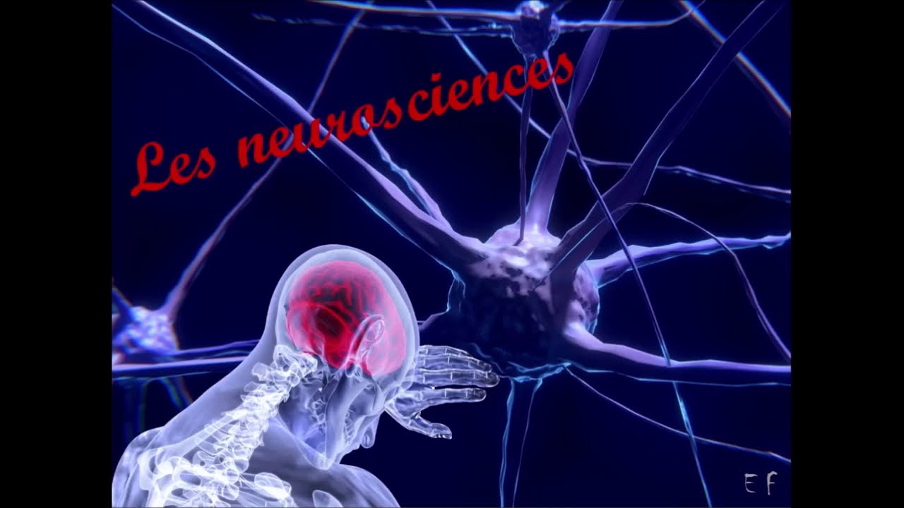 Les neurosciences - CRPE CSE