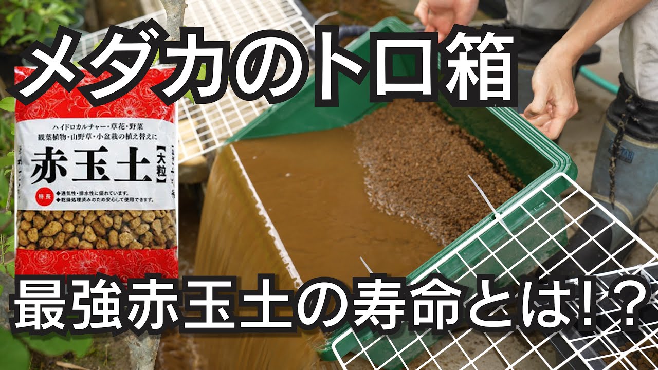 【メダカのトロ箱】ビオトープに最適な赤玉土の寿命と換水作業