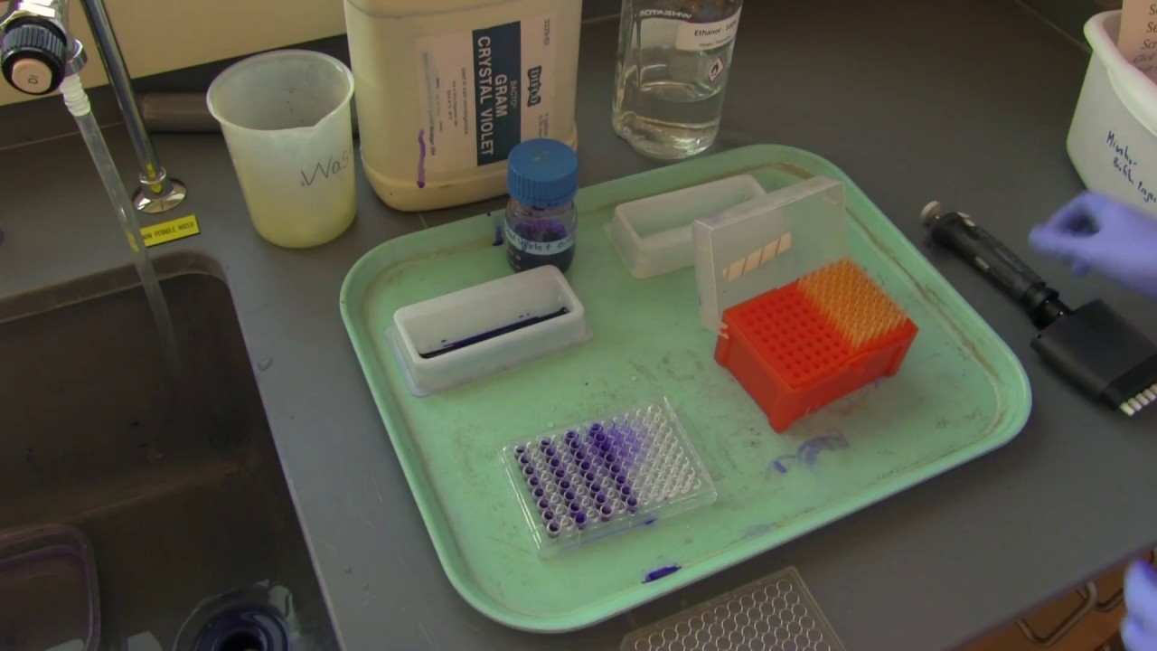 How to stain biofilms in a 96-well plate