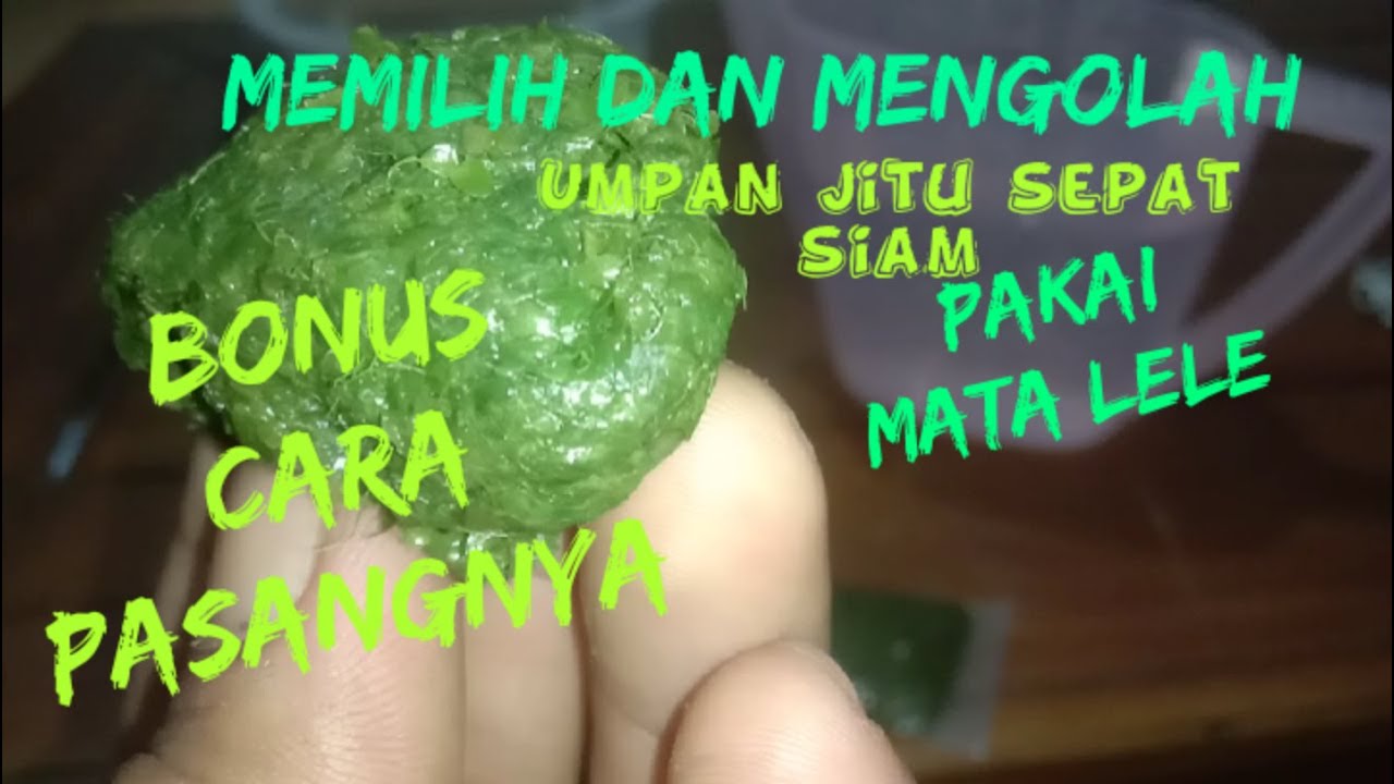 Umpan jitu sepat siam pakai mata lele 2021 ll bonus  cara pasangnya