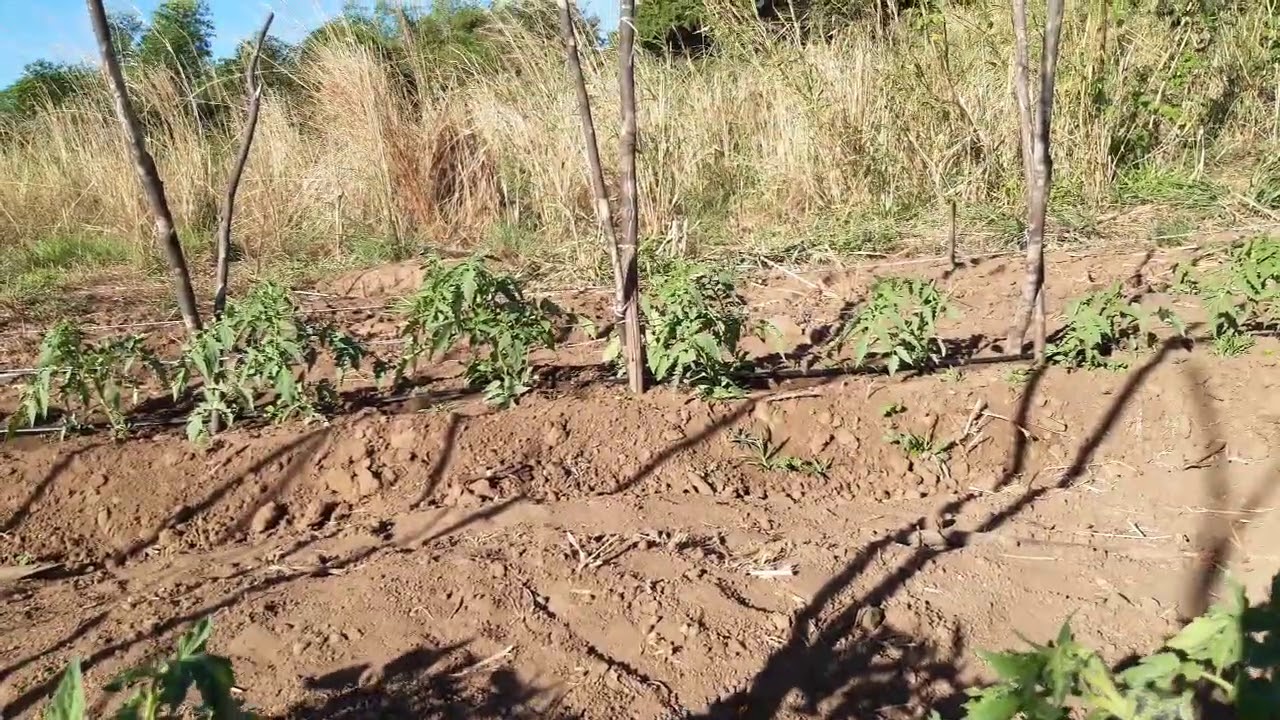 Tomate Shanty início da florada, quais adubos usar?
