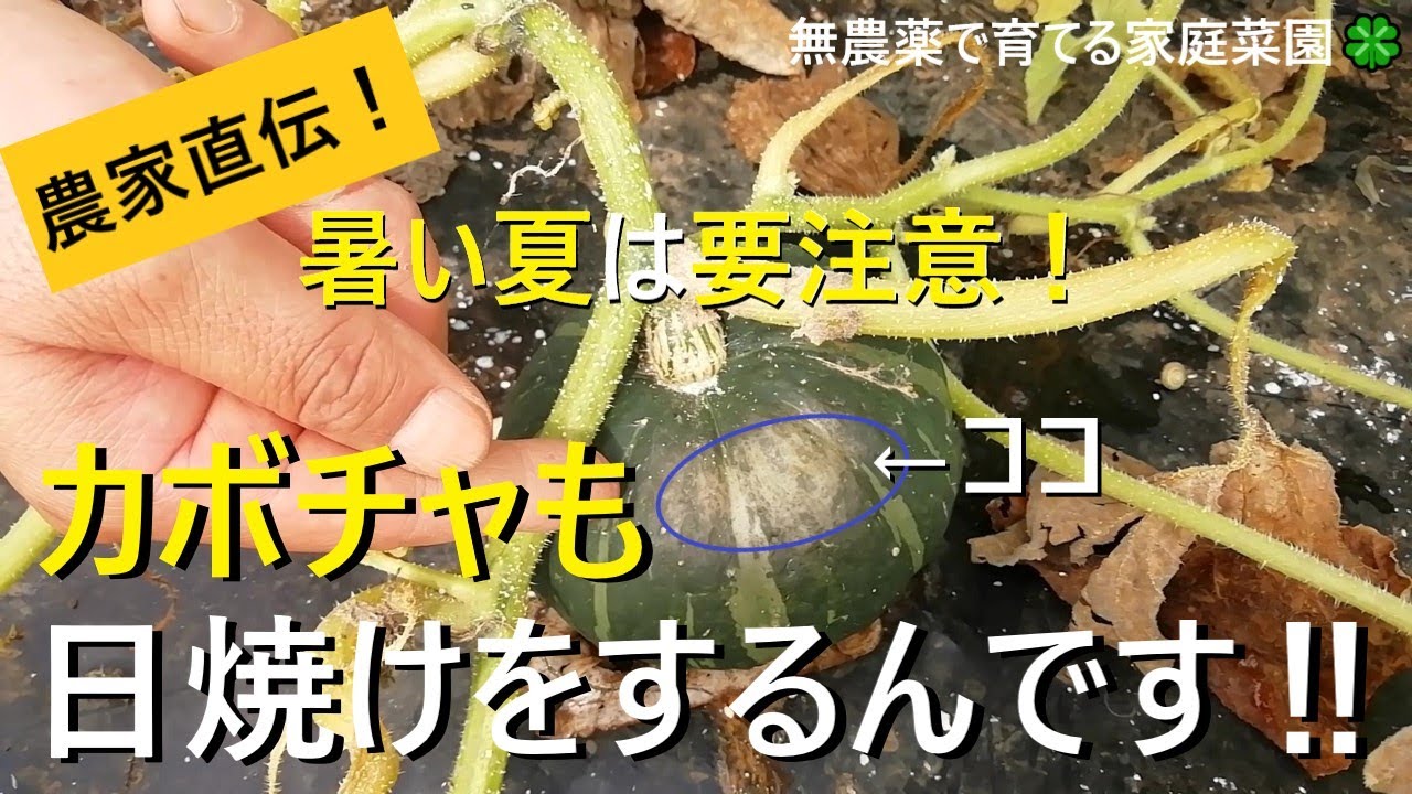 【カボチャ栽培】家庭菜園での日焼け対策【有機農家直伝！無農薬で育てる家庭菜園】　22/7/21