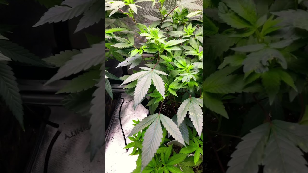 Indoor Cannabis Grow