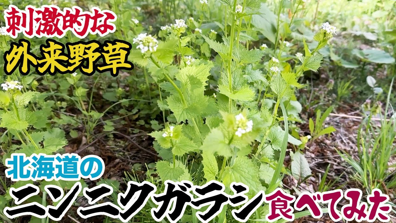 刺激的な外来野草「ニンニクガラシ」を食べてみた