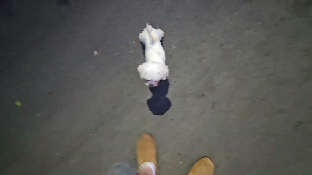 1 year old maltese....