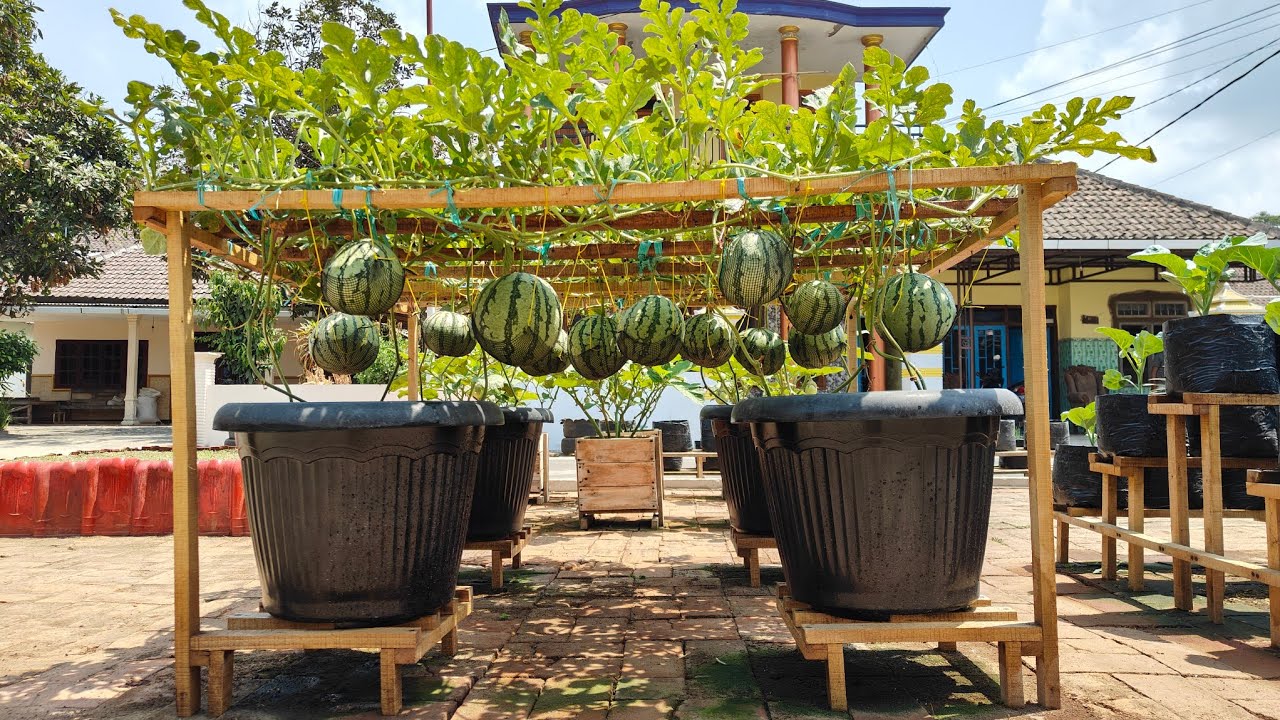 cara mudah menanam semangka dipot supaya berbuah lebat || how to plant watermelon in pots