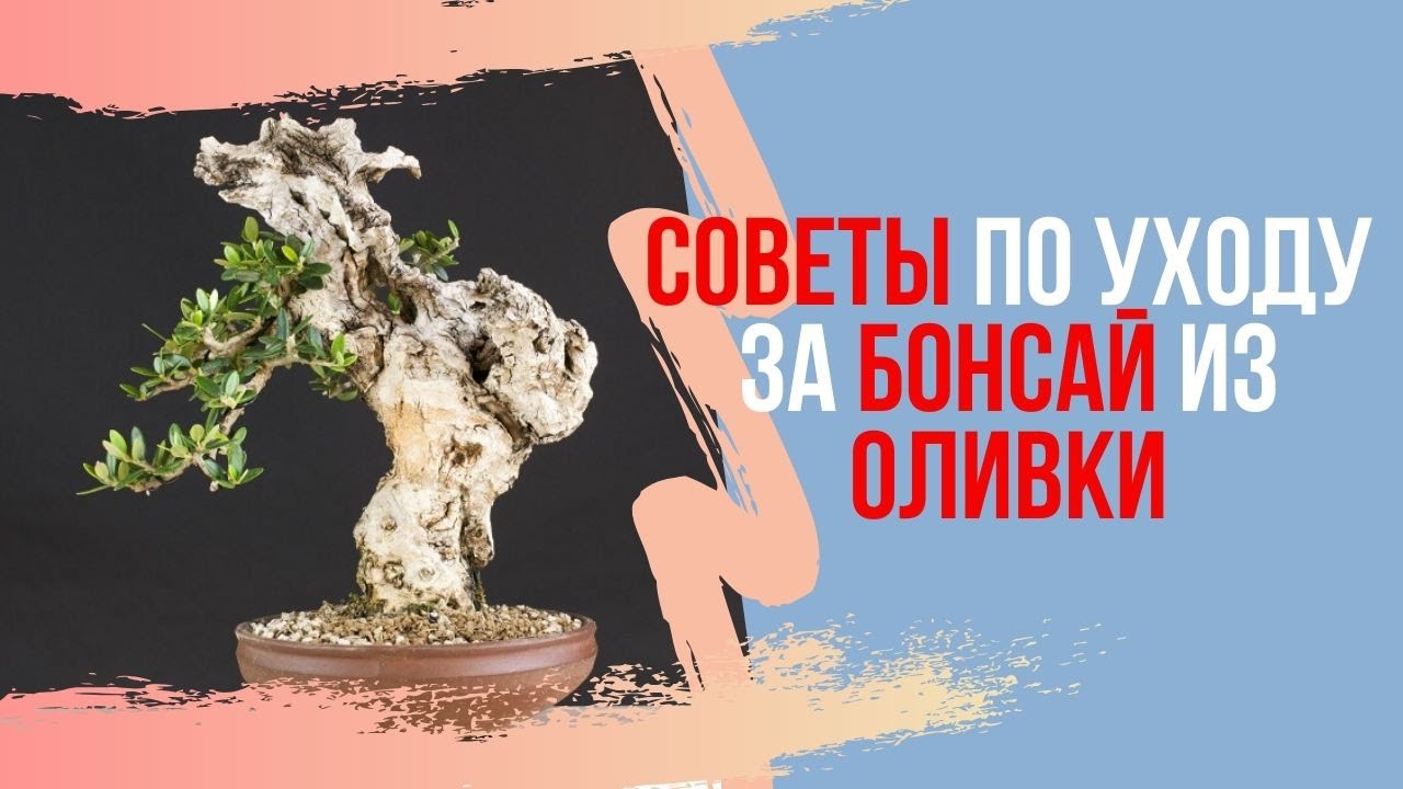 Все о бонсай из Оливки. Olea Silvestris и Olea Europaea