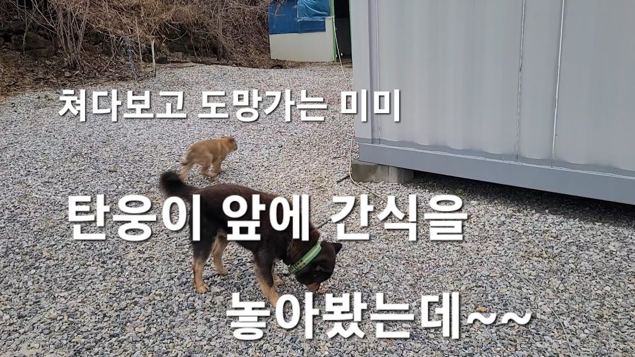 된통 혼이난 미미가 오늘은 어떤 일이 벌어질까요.