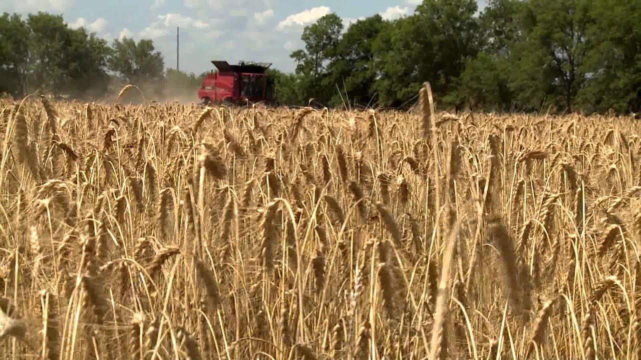 A Pleasant Surprise | Wheat Harvest