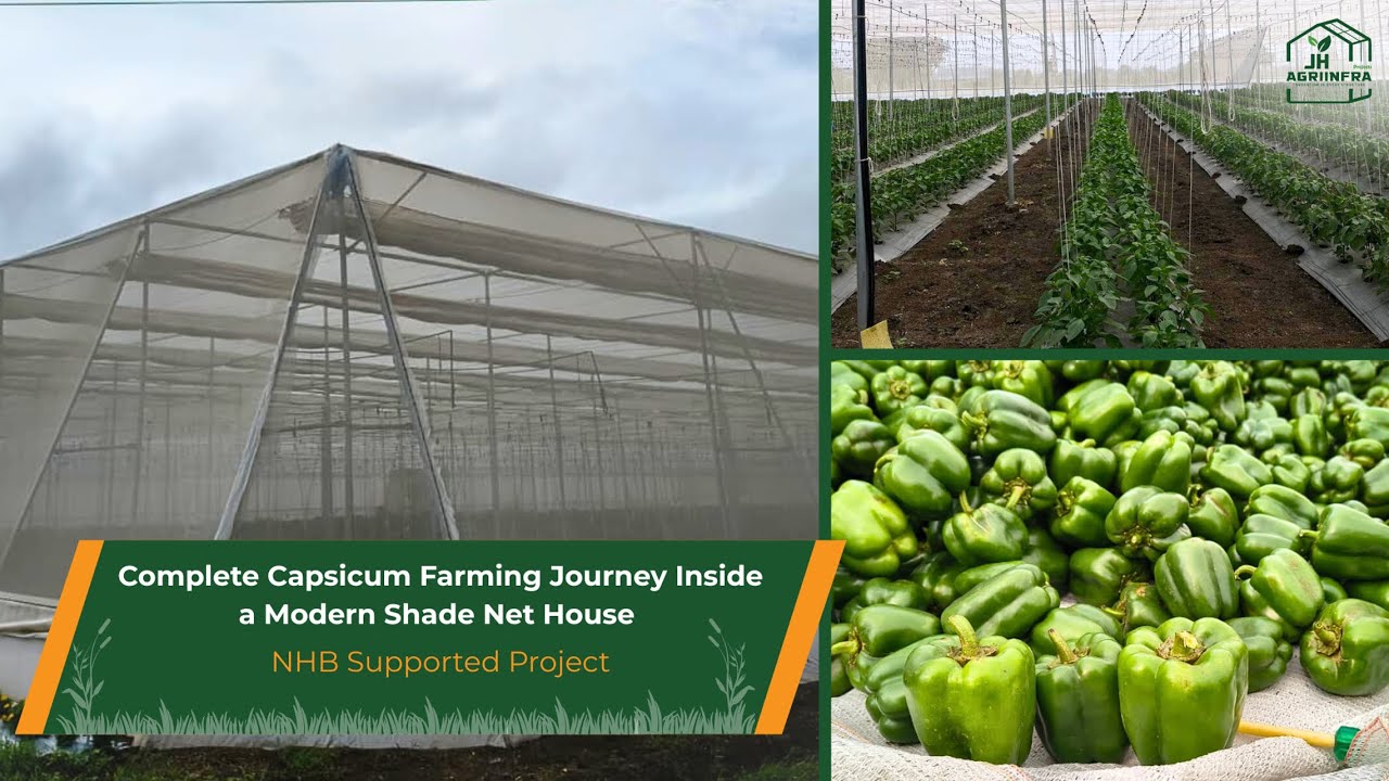 Complete Capsicum Farming Journey Inside a Modern Shade Net House | NHB Supported Project