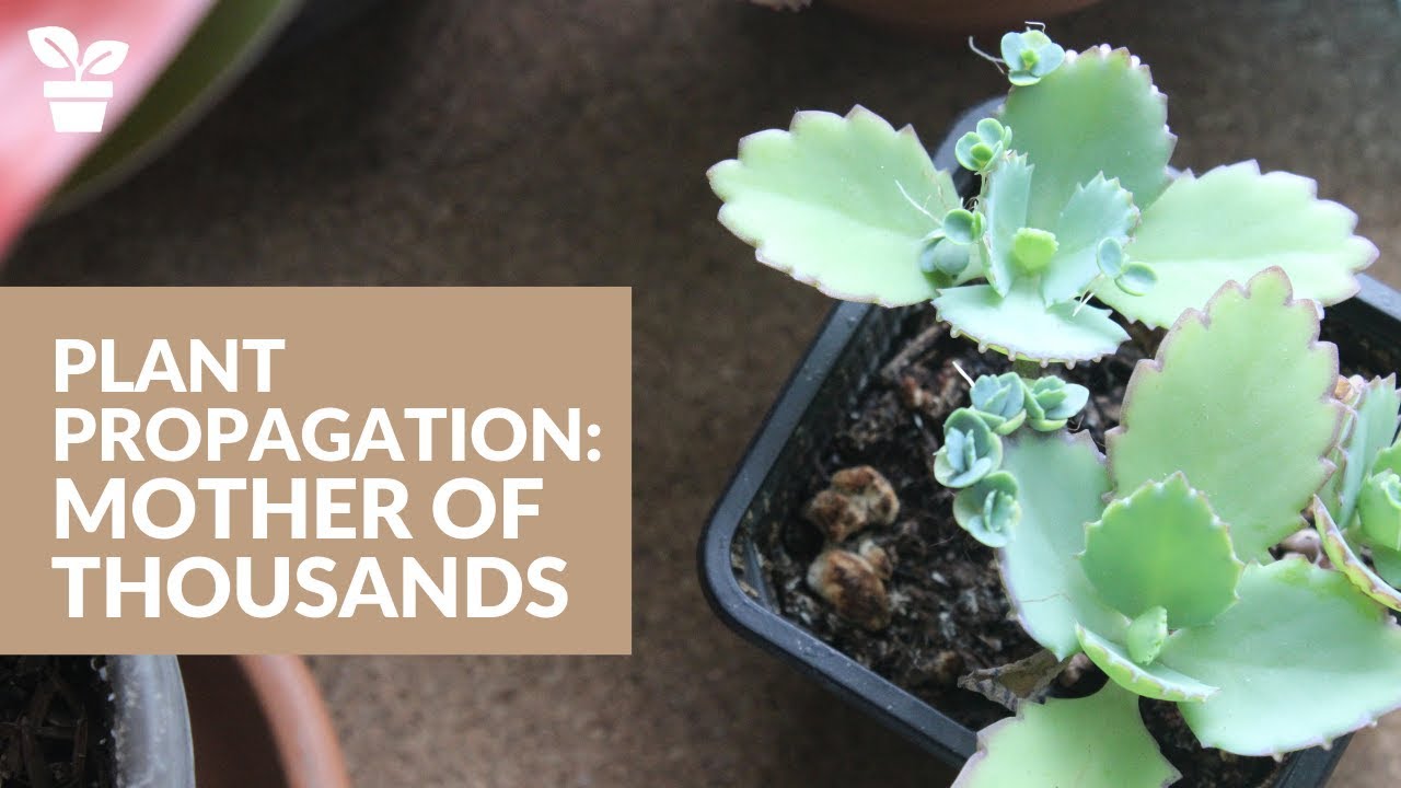 Plant Giveaway | Mother of Thousands Propagation | How to propagate plantlets