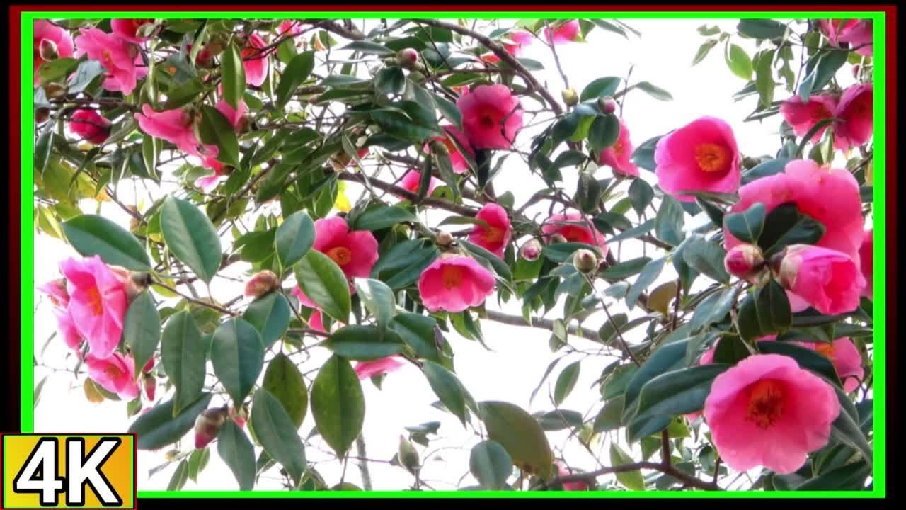 ●4k【みろく自然公園】つばきの半島