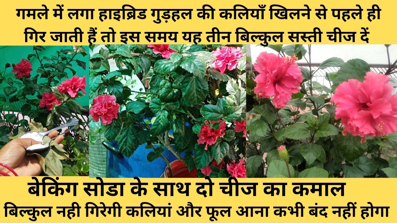गमले में लगे  हाइब्रिड गुड़हल की कलियाँ खिलने से पहले ही गिर जाती हैं तो इस समय दें यह तीन जरूरी चीज