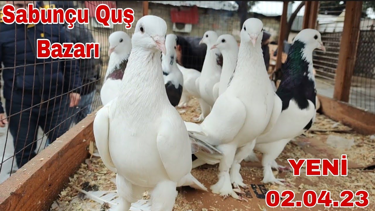 Sabunçu Quş Bazarı 02.04.23 Yadğışlı havada Yeni Çəkiliş 👍