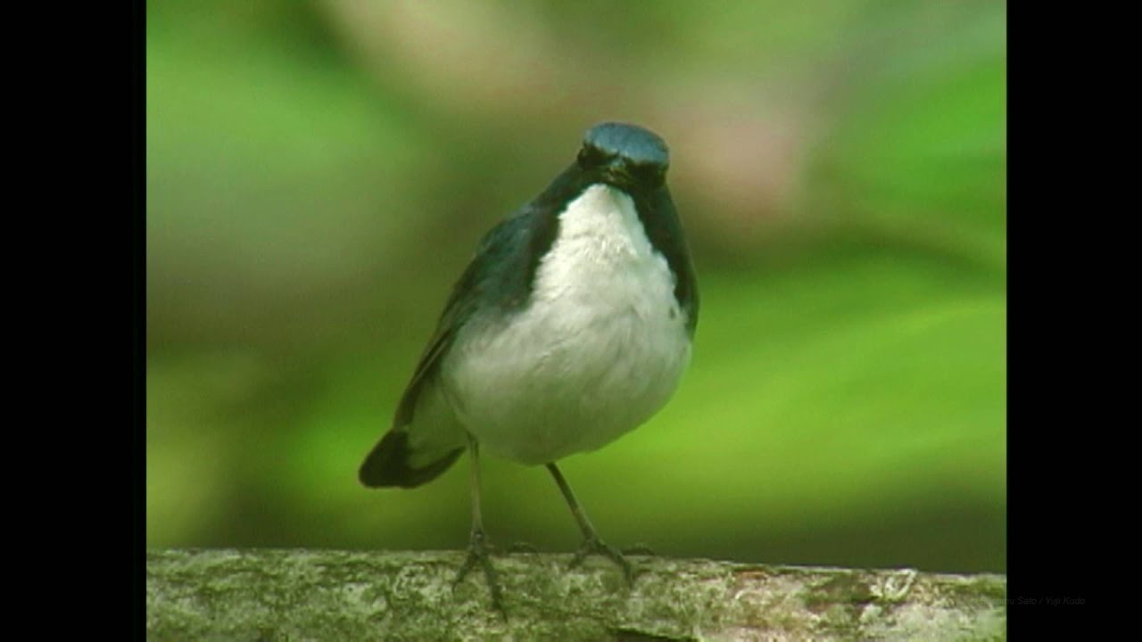 コルリ（2）さえずり - Siberian blue robin - Wild Bird - 野鳥 動画図鑑