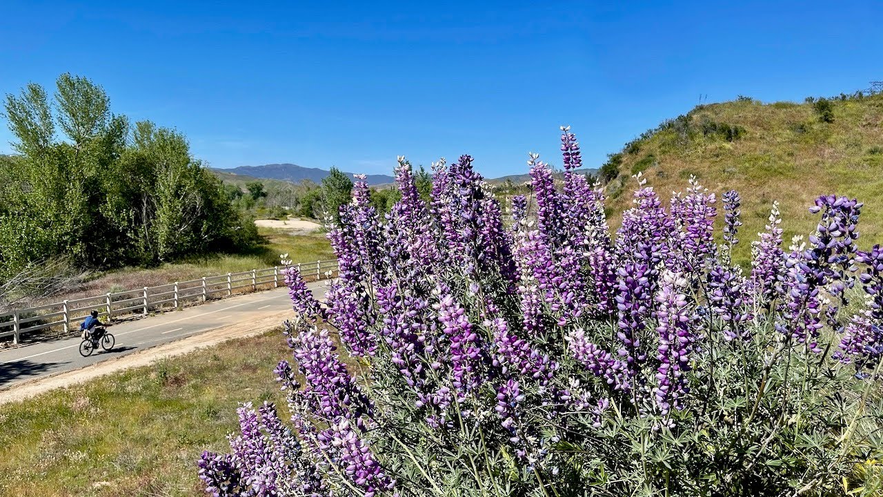California Chaparral Beauty: San Francisquito Creek Trail