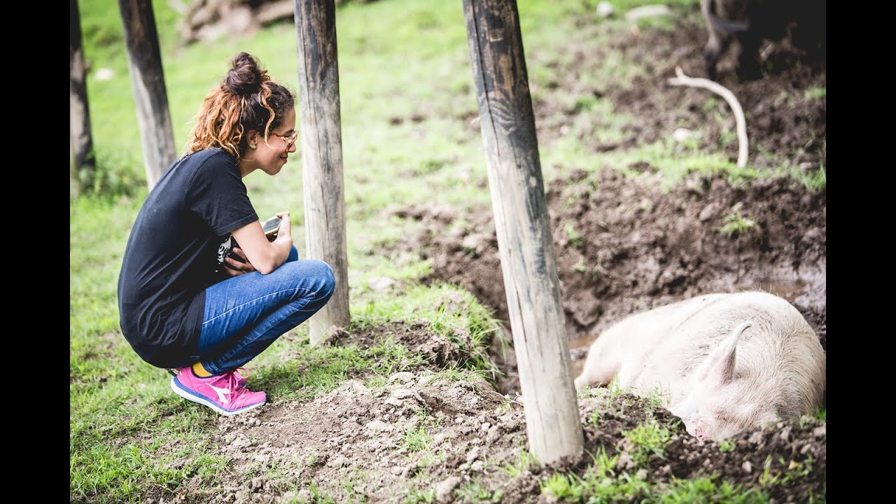 Risposte Vegan -  SONO SOLTANTO ANIMALI!