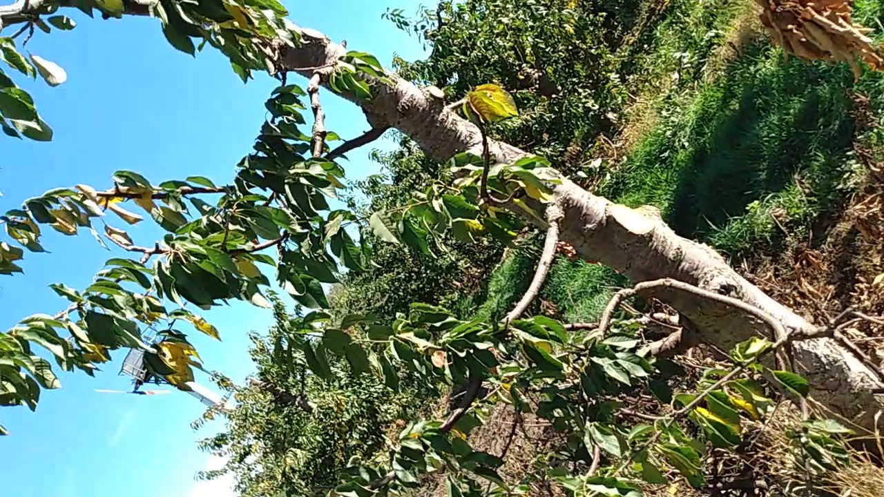 Pruning by Jealous fruits
