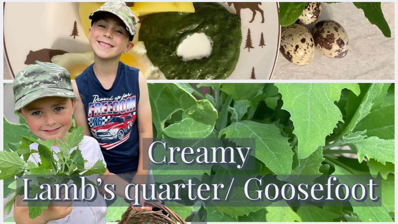 Creamy Lamb’s quarter or also called Goosefoot. Identified and cooked.