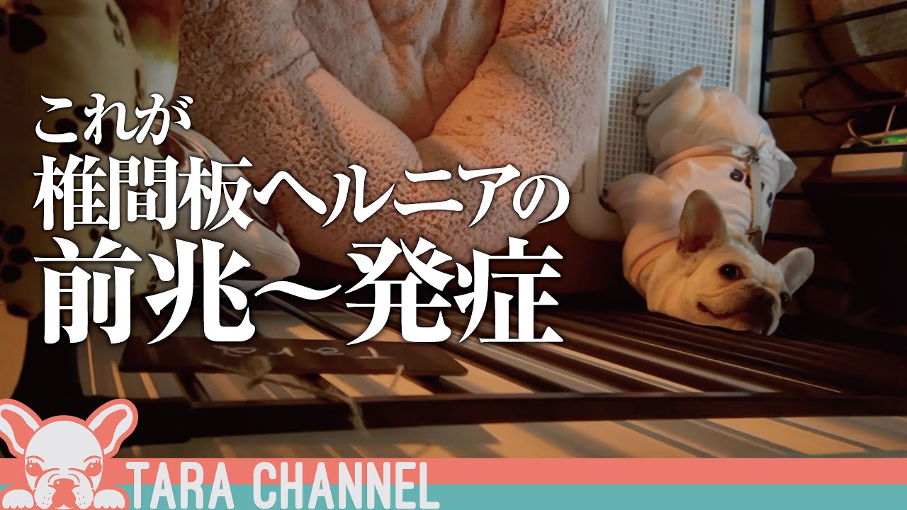 ヘルニアになってしまった...椎間板ヘルニア前兆〜発症〜緊急病院まで【フレンチブルドッグ】