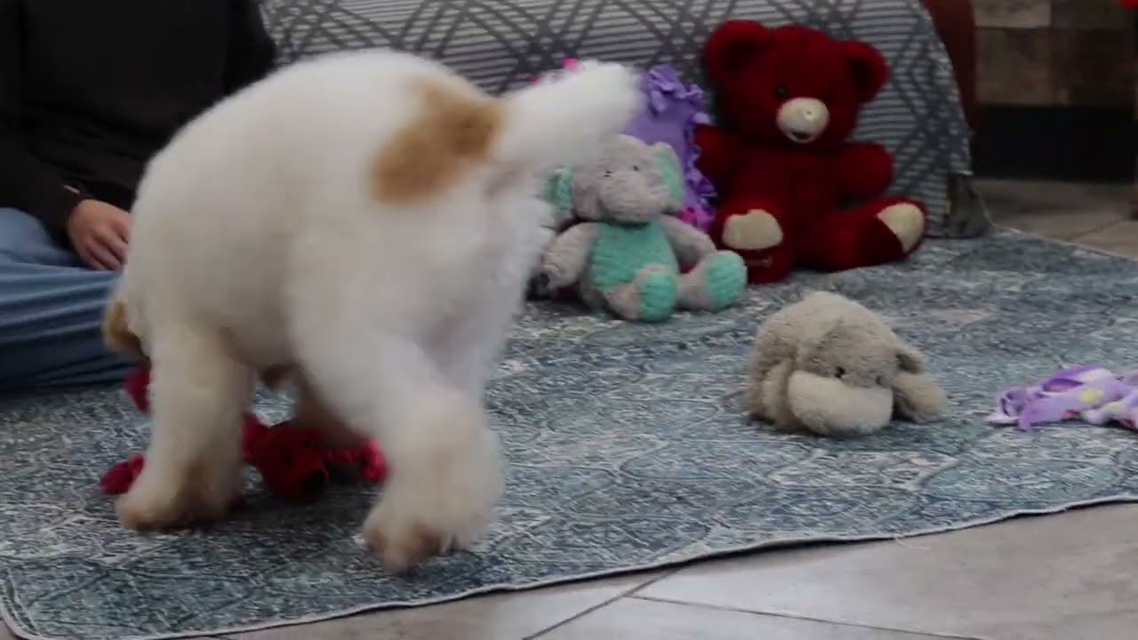 7068 Charlie Mini poodle Puppy -The Puppy Lodge