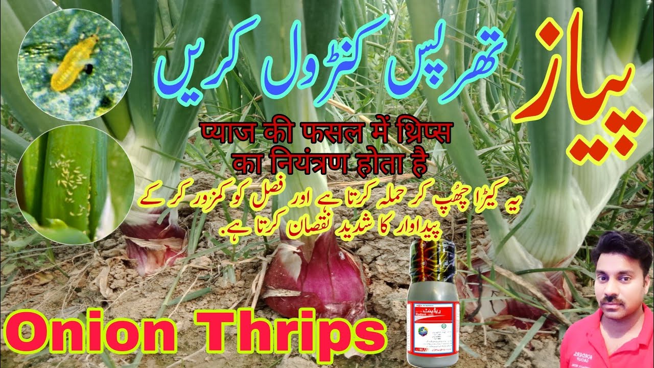 How to control thrips in Onion crop |Thrips control in Onion Crop |How to get rid of thrips in Onion