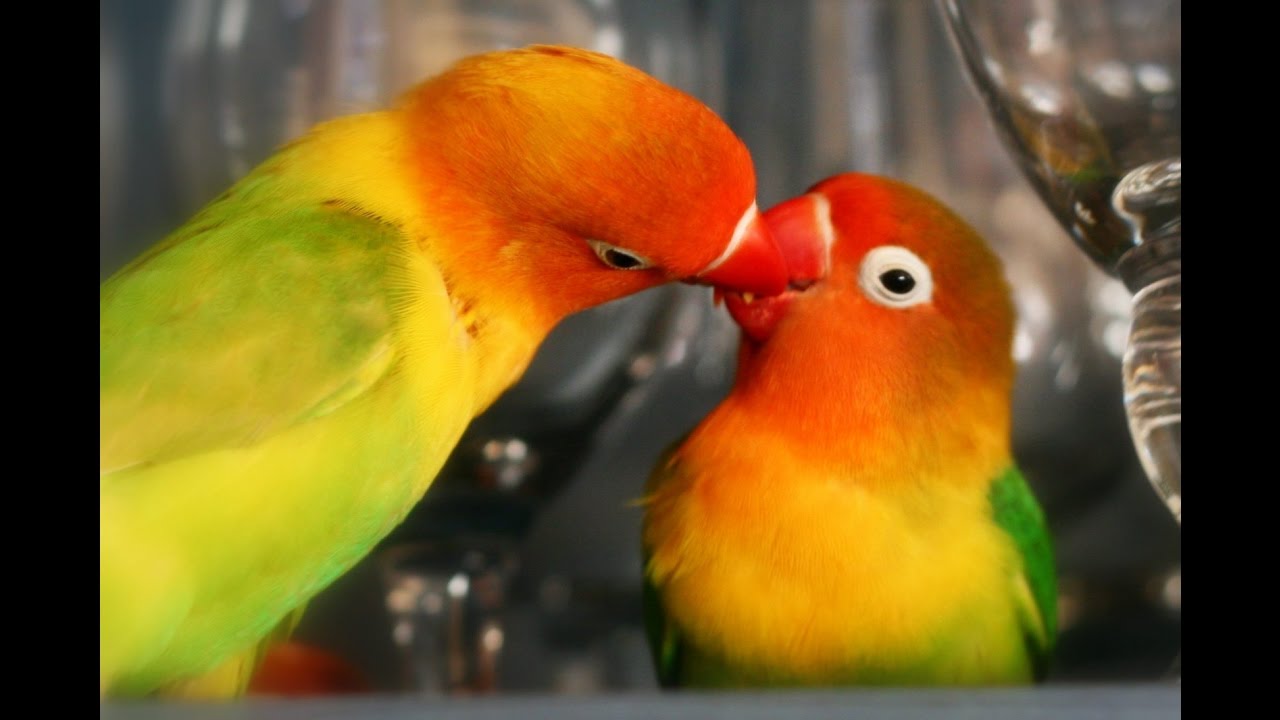 Lovebird (Mutation : Red-suffusion rosy-faced )