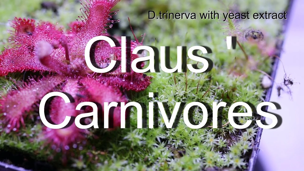 Drosera trinerva reaction on yeast/ Sonnentau verdaut Hefeextrakt