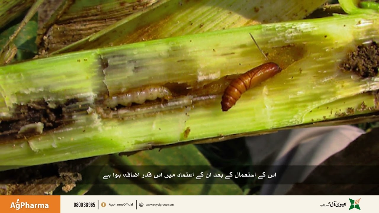 Alcon Super Sugarcane